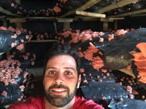 Como cultivar cogumelos ou cogumelo